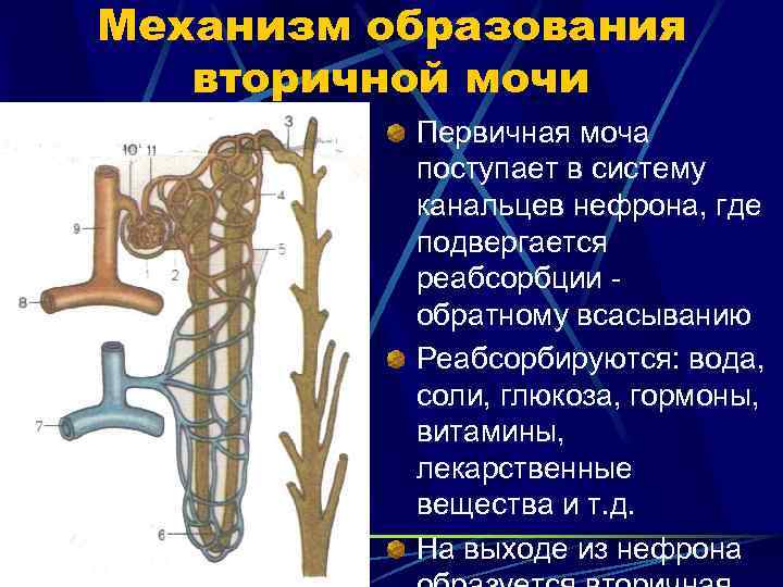 Механизм образования вторичной мочи Первичная моча поступает в систему канальцев нефрона, где подвергается реабсорбции