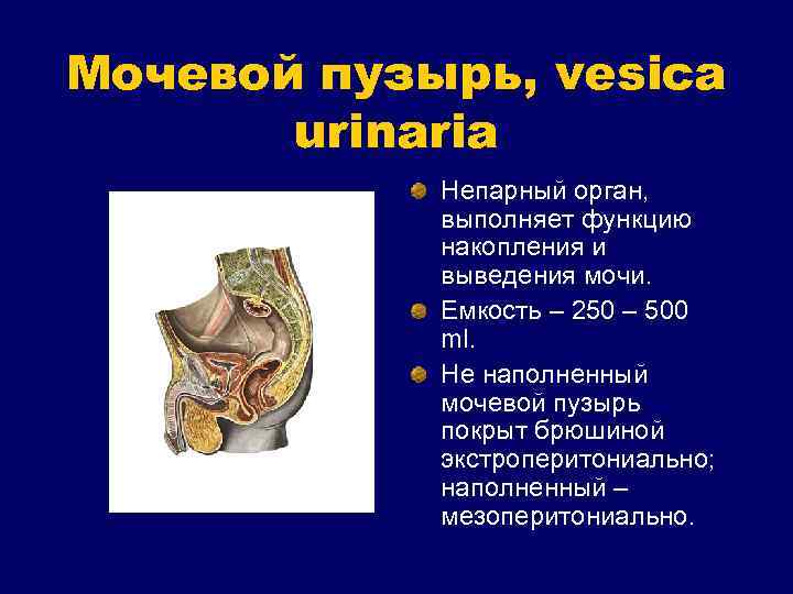 Мочевой пузырь, vesica urinaria Непарный орган, выполняет функцию накопления и выведения мочи. Емкость –