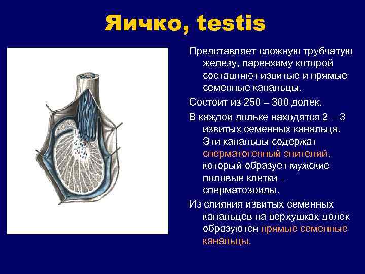 Яичко, testis Представляет сложную трубчатую железу, паренхиму которой составляют извитые и прямые семенные канальцы.