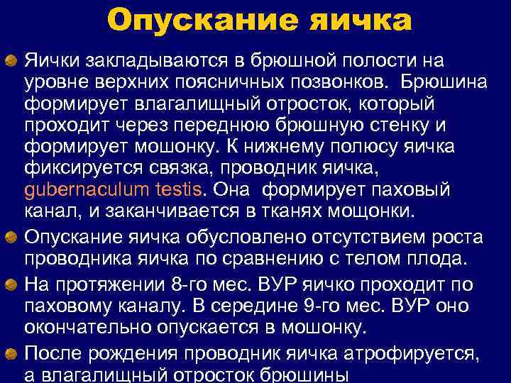 Опускание яичка Яички закладываются в брюшной полости на уровне верхних поясничных позвонков. Брюшина формирует