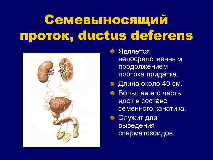 Семевыносящий проток, ductus deferens Является непосредственным продолжением протока придатка. Длина около 40 см. Большая