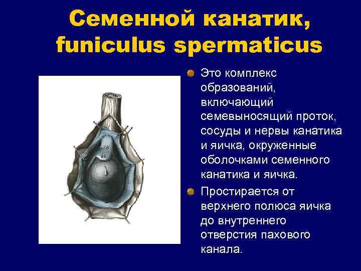 Семенной канатик, funiculus spermaticus Это комплекс образований, включающий семевыносящий проток, сосуды и нервы канатика