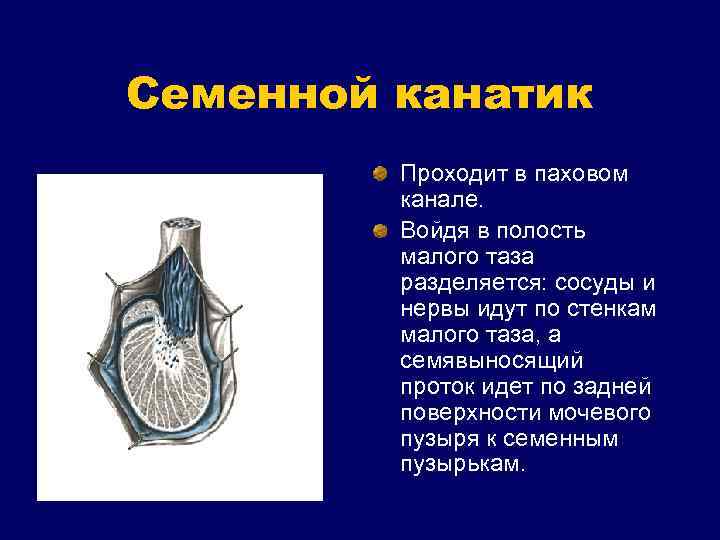 Семенной канатик Проходит в паховом канале. Войдя в полость малого таза разделяется: сосуды и