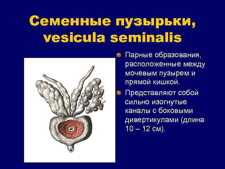 Семенные пузырьки, vesicula seminalis Парные образования, расположенные между мочевым пузырем и прямой кишкой. Представляют