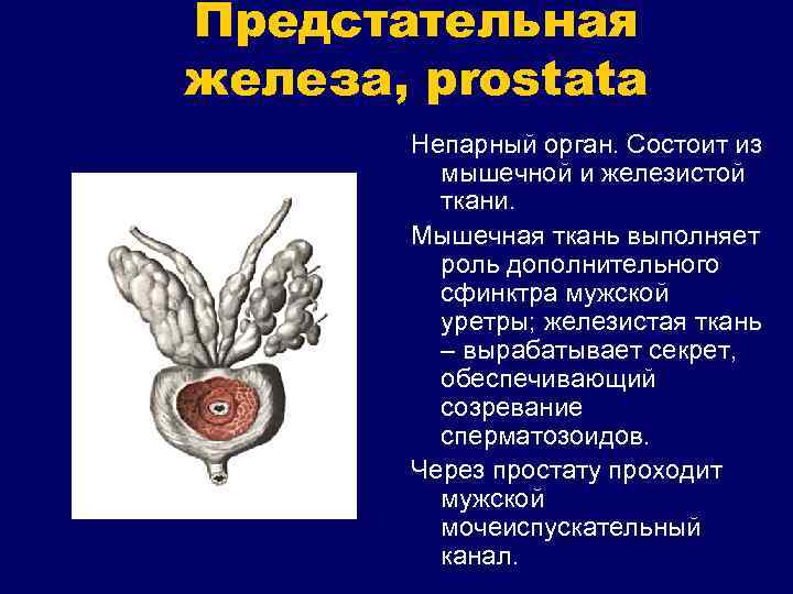 Предстательная железа, prostata Непарный орган. Состоит из мышечной и железистой ткани. Мышечная ткань выполняет