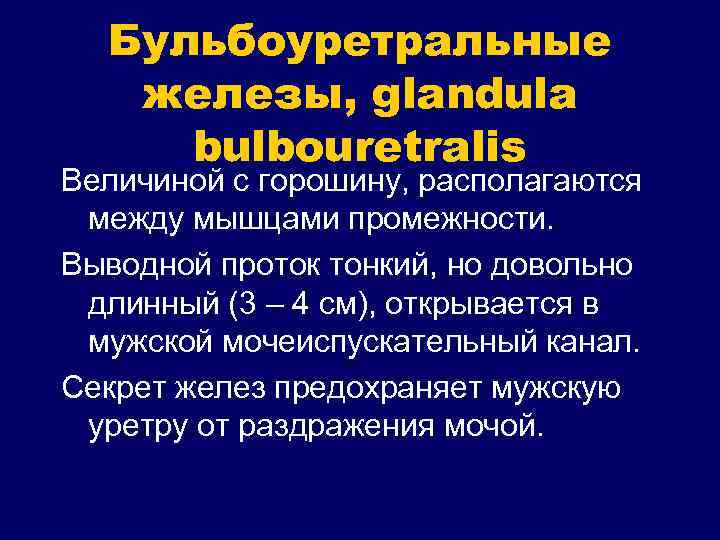 Бульбоуретральные железы, glandula bulbouretralis Величиной с горошину, располагаются между мышцами промежности. Выводной проток тонкий,