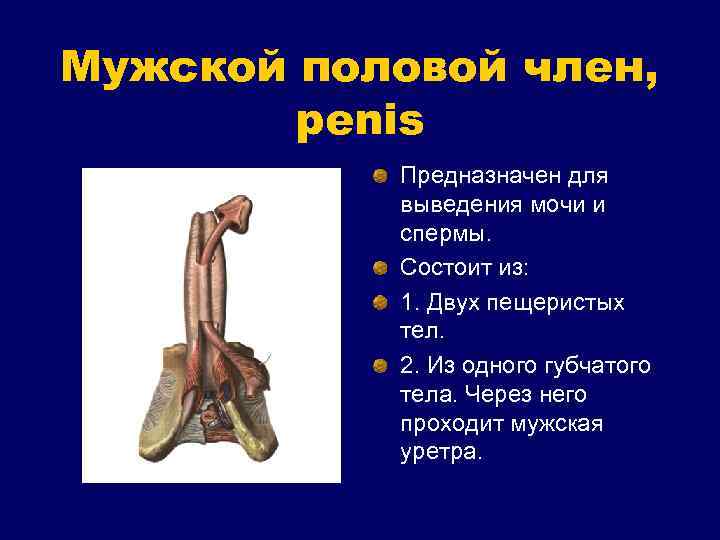 Мужской половой член, penis Предназначен для выведения мочи и спермы. Состоит из: 1. Двух