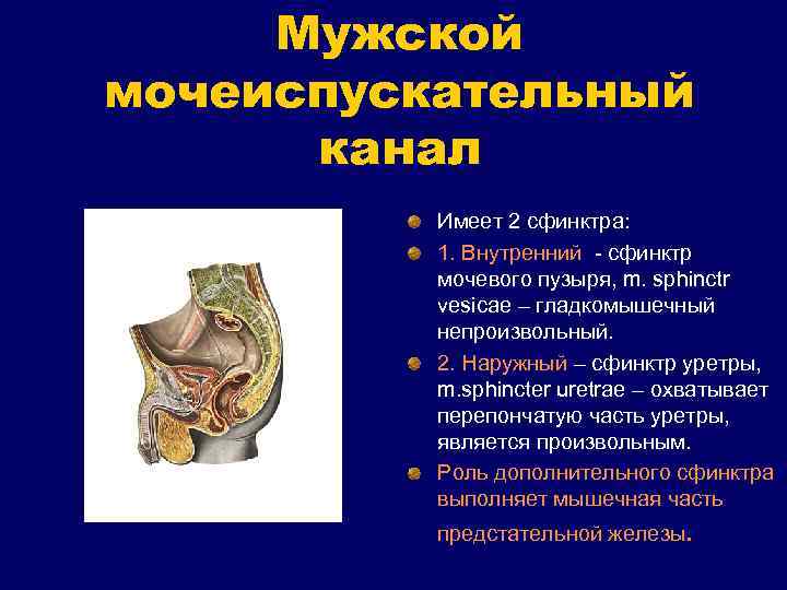 Мужской мочеиспускательный канал Имеет 2 сфинктра: 1. Внутренний - сфинктр мочевого пузыря, m. sphinctr