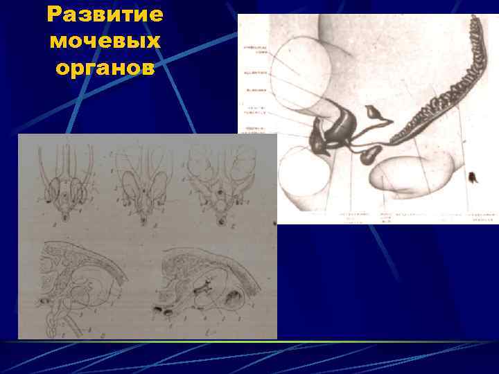 Развитие мочевых органов 