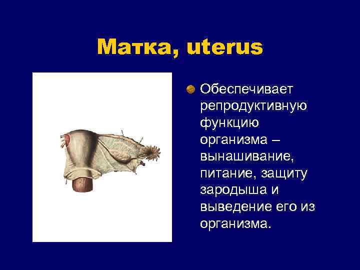 Матка, uterus Обеспечивает репродуктивную функцию организма – вынашивание, питание, защиту зародыша и выведение его