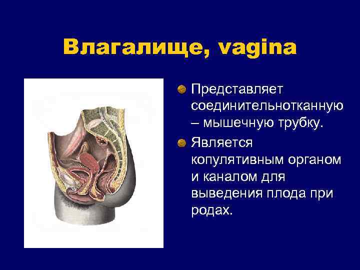 Влагалище, vagina Представляет соединительнотканную – мышечную трубку. Является копулятивным органом и каналом для выведения