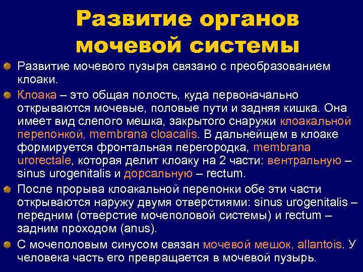 Развитие органов мочевой системы Развитие мочевого пузыря связано с преобразованием клоаки. Клоака – это