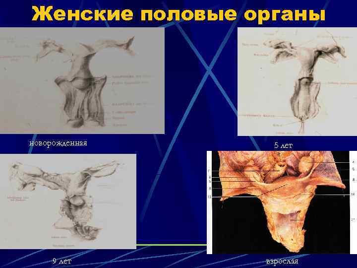 Женские половые органы новорожденная 9 лет 5 лет взрослая 