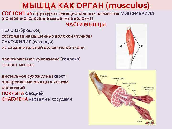 МЫШЦА КАК ОРГАН (musculus) СОСТОИТ из структурно-функциональных элементов МИОФИБРИЛЛ (поперечнополосатые мышечные волокна) ЧАСТИ МЫШЦЫ