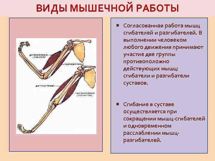 ВИДЫ МЫШЕЧНОЙ РАБОТЫ Согласованная работа мышц сгибателей и разгибателей. В выполнении человеком любого движения
