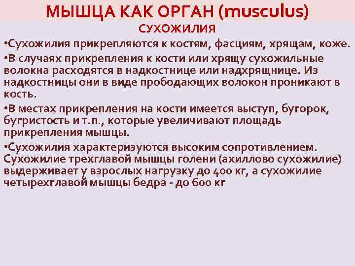 МЫШЦА КАК ОРГАН (musculus) СУХОЖИЛИЯ • Сухожилия прикрепляются к костям, фасциям, хрящам, коже. •