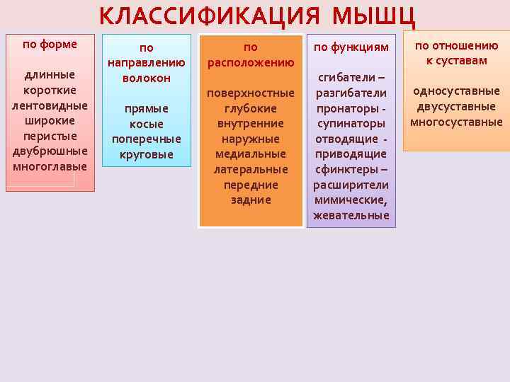  КЛАССИФИКАЦИЯ МЫШЦ по форме длинные короткие лентовидные широкие перистые двубрюшные многоглавые по направлению