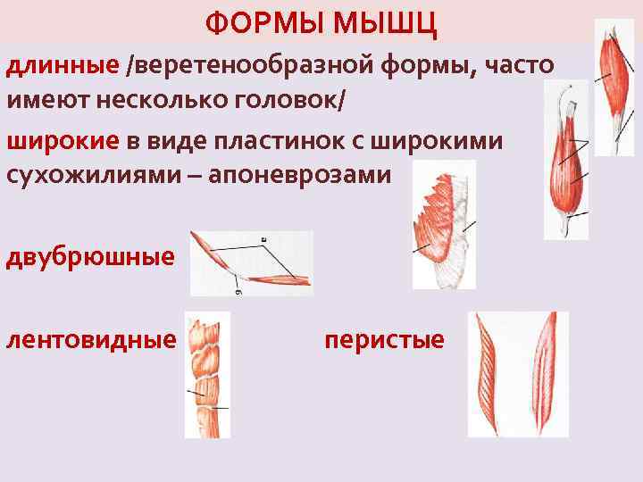 ФОРМЫ МЫШЦ длинные /веретенообразной формы, часто имеют несколько головок/ широкие в виде пластинок с