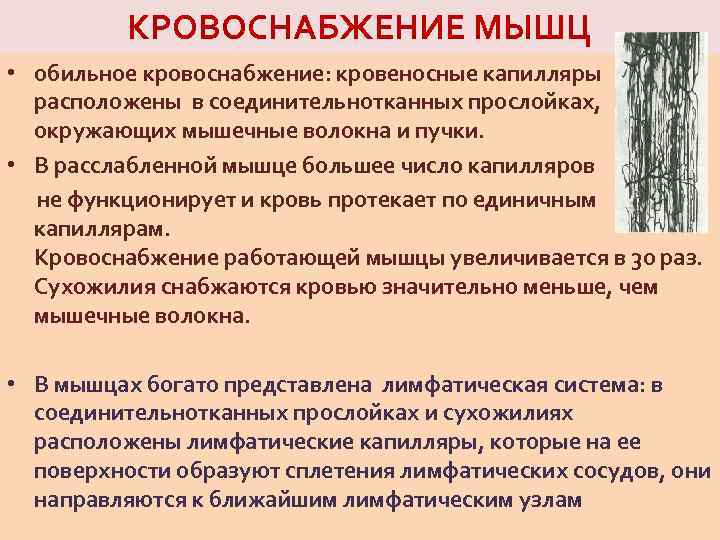 КРОВОСНАБЖЕНИЕ МЫШЦ • обильное кровоснабжение: кровеносные капилляры расположены в соединительнотканных прослойках, окружающих мышечные волокна