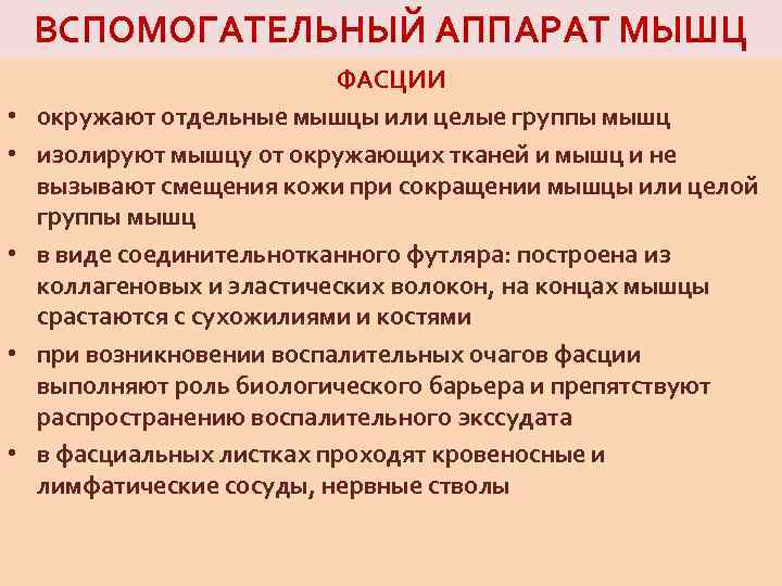 ВСПОМОГАТЕЛЬНЫЙ АППАРАТ МЫШЦ • • • ФАСЦИИ окружают отдельные мышцы или целые группы мышц