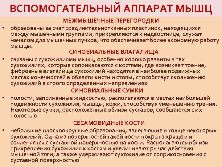 ВСПОМОГАТЕЛЬНЫЙ АППАРАТ МЫШЦ МЕЖМЫШЕЧНЫЕ ПЕРЕГОРОДКИ • образованы за счет соединительнотканных пластинок, находящихся между мышечными