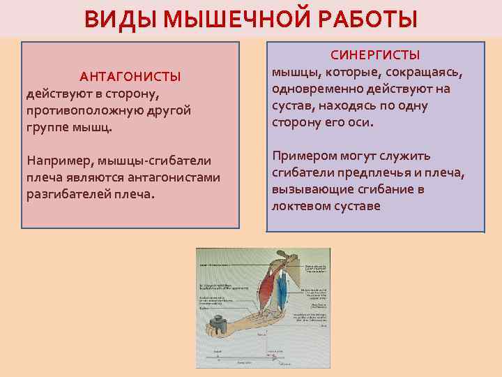 ВИДЫ МЫШЕЧНОЙ РАБОТЫ АНТАГОНИСТЫ действуют в сторону, противоположную другой группе мышц. Например, мышцы-сгибатели плеча