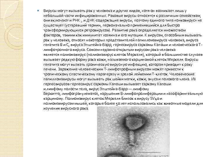  Вирусы могут вызывать рак у человека и других видов, хотя он возникает лишь