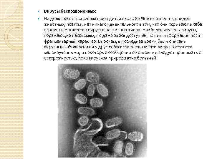  Вирусы беспозвоночных На долю беспозвоночных приходится около 80 % всех известных видов животных,
