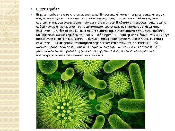  Вирусы грибов называются миковирусами. В настоящий момент вирусы выделены у 73 видов из