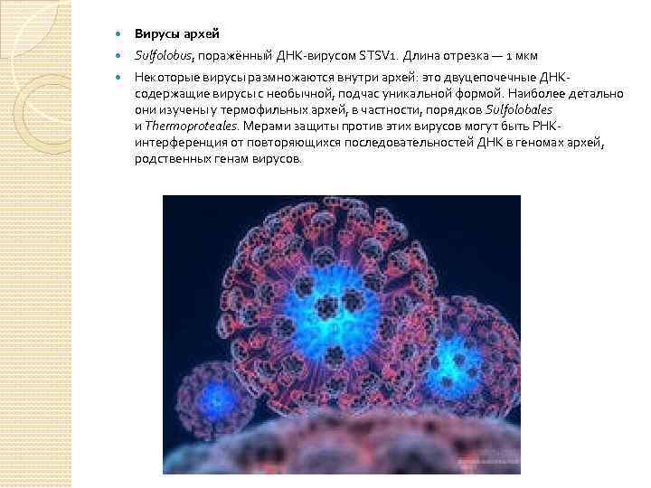  Вирусы архей Sulfolobus, поражённый ДНК-вирусом STSV 1. Длина отрезка — 1 мкм Некоторые
