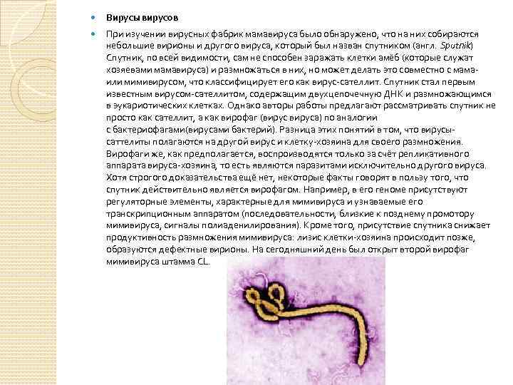  Вирусы вирусов При изучении вирусных фабрик мамавируса было обнаружено, что на них собираются