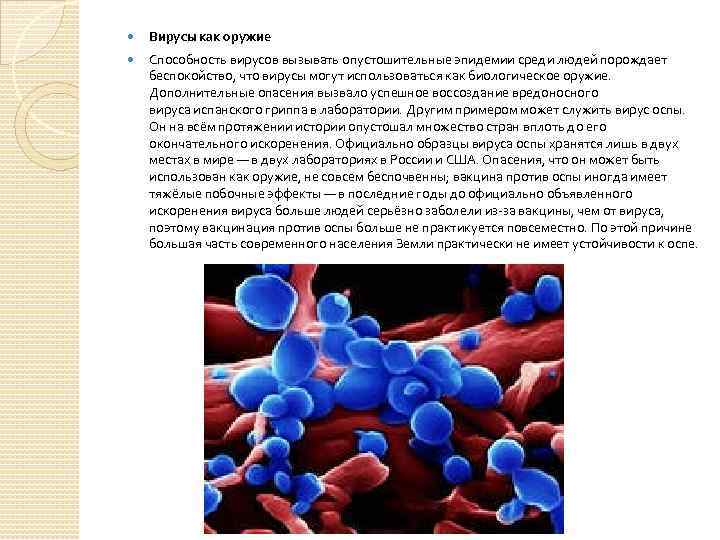  Вирусы как оружие Способность вирусов вызывать опустошительные эпидемии среди людей порождает беспокойство, что