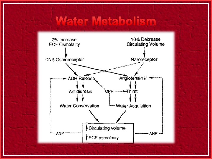 Water Metabolism 