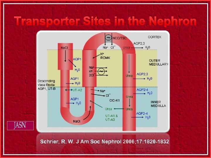 Transporter Sites in the Nephron Schrier, R. W. J Am Soc Nephrol 2006; 17: