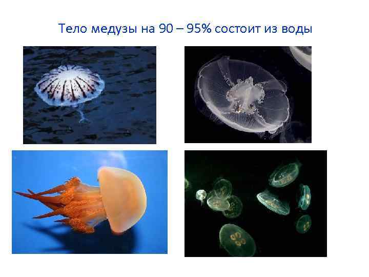 Тело медузы на 90 – 95% состоит из воды 