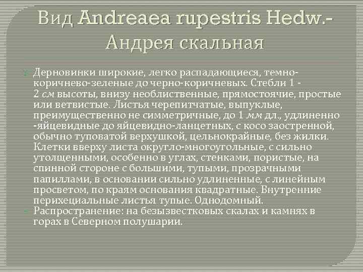 Вид Andreaea rupestris Hedw. Андрея скальная Дерновинки широкие, легко распадающиеся, темнокоричнево-зеленые до черно-коричневых. Стебли