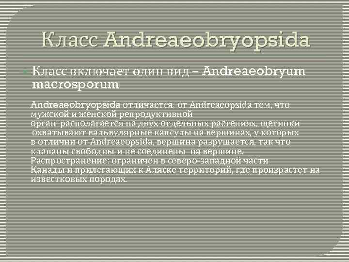 Класс Andreaeobryopsida Класс включает один вид – Andreaeobryum macrosporum Andreaeobryopsida отличается от Andreaeopsida тем,