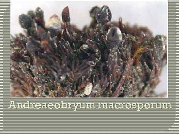 Andreaeobryum macrosporum 