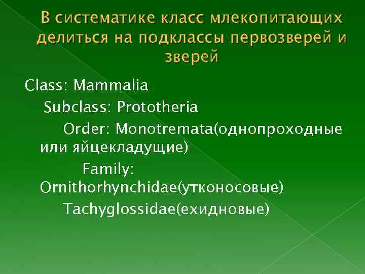 В систематике класс млекопитающих делиться на подклассы первозверей и зверей Class: Mammalia Subclass: Prototheria