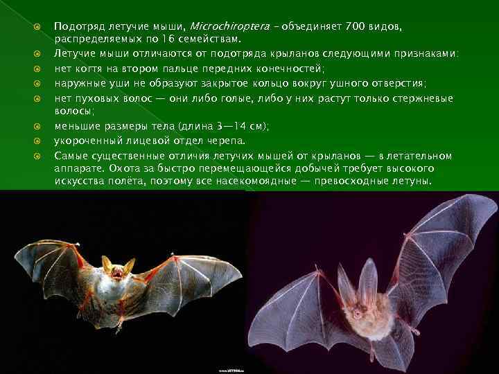  Подотряд летучие мыши, Microchiroptera - объединяет 700 видов, распределяемых по 16 семействам. Летучие