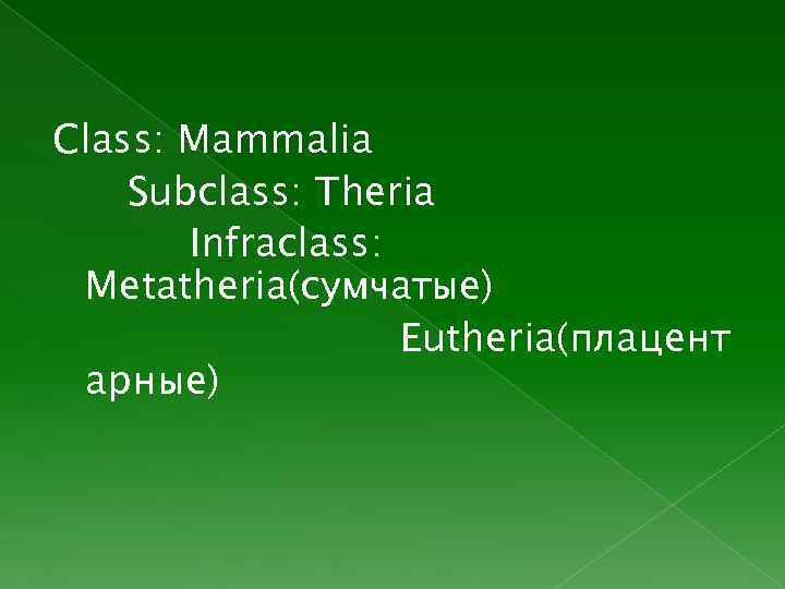  Class: Mammalia Subclass: Theria Infraclass: Metatheria(сумчатые) Eutheria(плацент арные) 