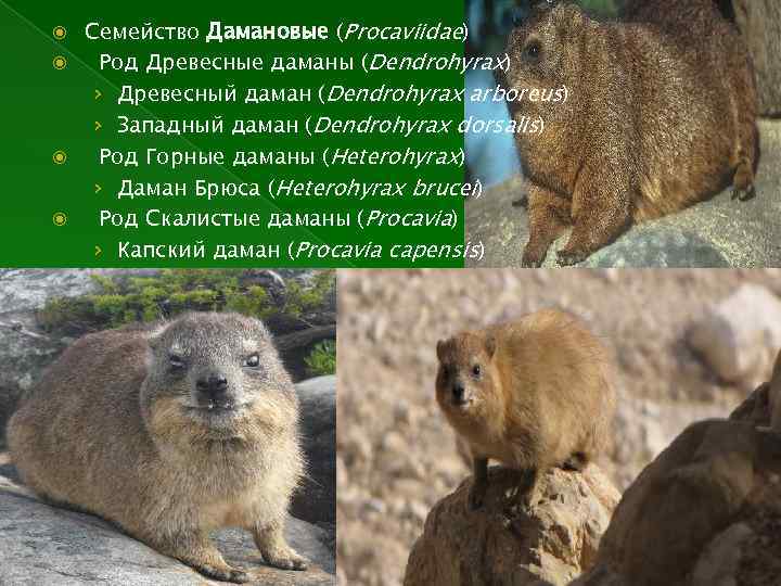 Семейство Дамановые (Procaviidae) Род Древесные даманы (Dendrohyrax) › Древесный даман (Dendrohyrax arboreus) › Западный