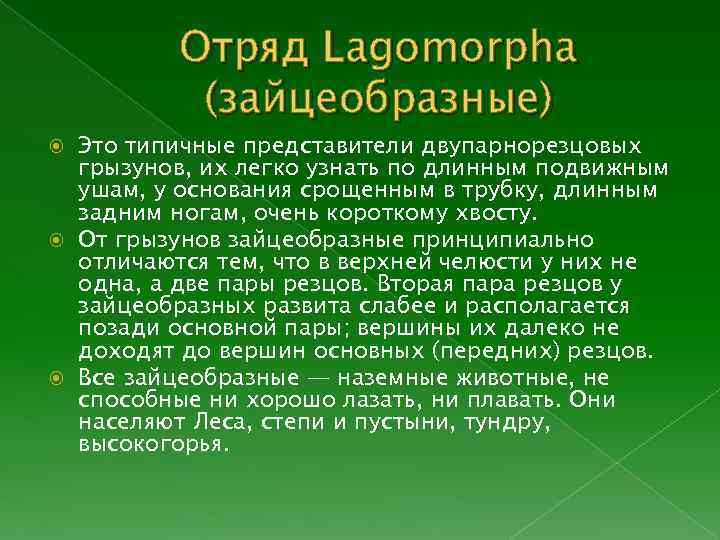 Отряд Lagomorpha (зайцеобразные) Это типичные представители двупарнорезцовых грызунов, их легко узнать по длинным подвижным