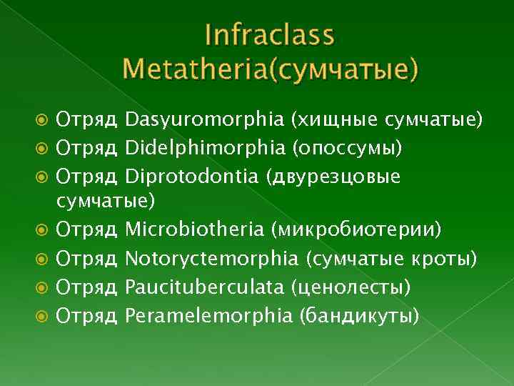 Infraclass Metatheria(сумчатые) Отряд Dasyuromorphia (хищные сумчатые) Отряд Didelphimorphia (опоссумы) Отряд Diprotodontia (двурезцовые сумчатые) Отряд