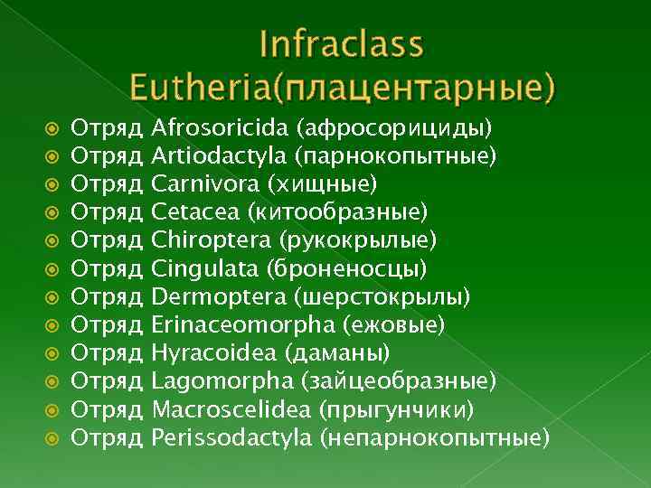 Infraclass Eutheria(плацентарные) Отряд Отряд Отряд Afrosoricida (афросорициды) Artiodactyla (парнокопытные) Carnivora (хищные) Cetacea (китообразные) Chiroptera