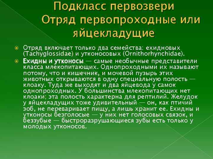 Подкласс первозвери Отряд первопроходные или яйцекладущие Отряд включает только два семейства: ехидновых (Tachyglossidae) и