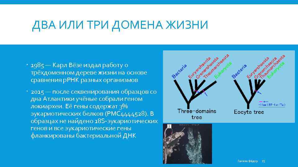 ДВА ИЛИ ТРИ ДОМЕНА ЖИЗНИ 1985 — Карл Вёзе издал работу о трёхдоменном дереве