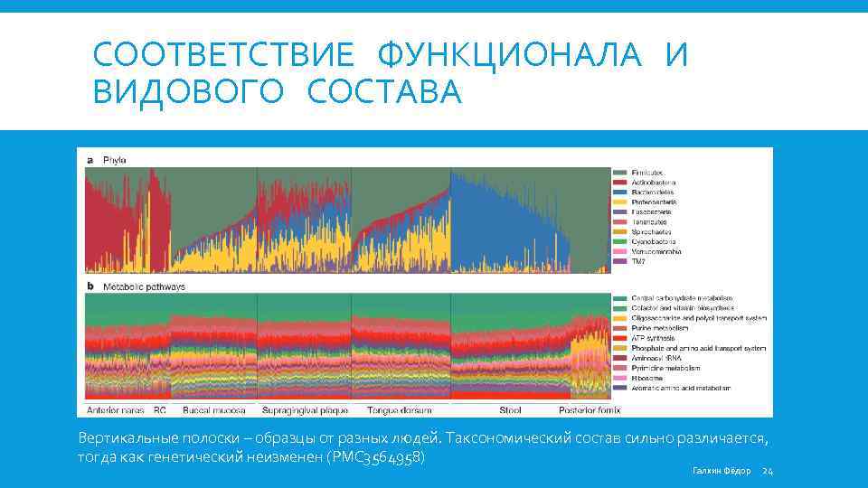 CООТВЕТСТВИЕ ФУНКЦИОНАЛА И ВИДОВОГО СОСТАВА Вертикальные полоски – образцы от разных людей. Таксономический состав