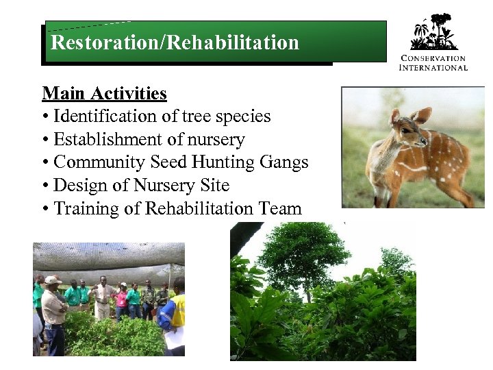 Restoration/Rehabilitation Main Activities • Identification of tree species • Establishment of nursery • Community