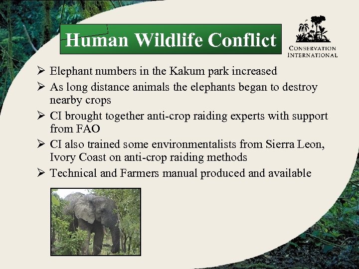 Human Wildlife Conflict Ø Elephant numbers in the Kakum park increased Ø As long